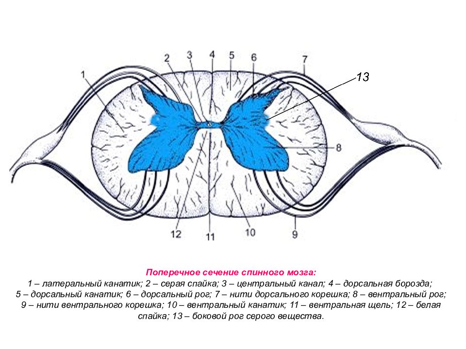 Рисунок поперечный разрез спинного мозга рисунок