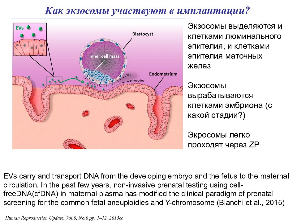 Имплантация эмбриона. Имплантация и плацентация. Имплантация зародыша выделения. Люминальный эпителий. Имплантация хориона.