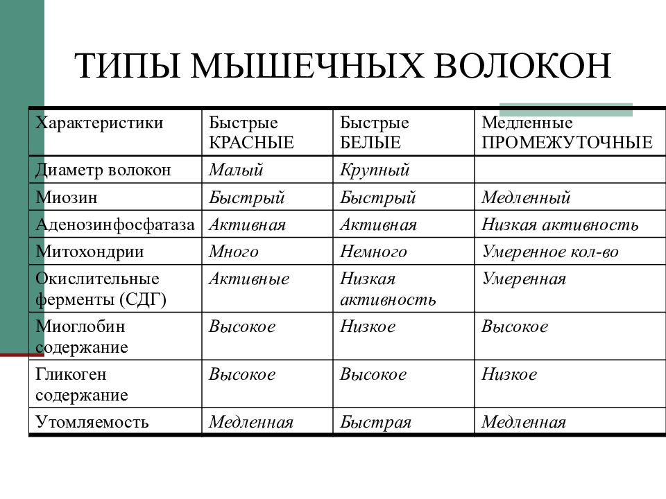 Характеристика типов мышц. Характеристика типов мышц