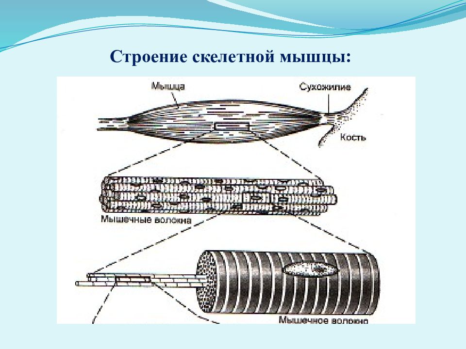 Каково строение скелетной мышцы. Структура скелетной мышцы. 3. Строение скелетных мышц. Структура скелетной мышцы физиология.