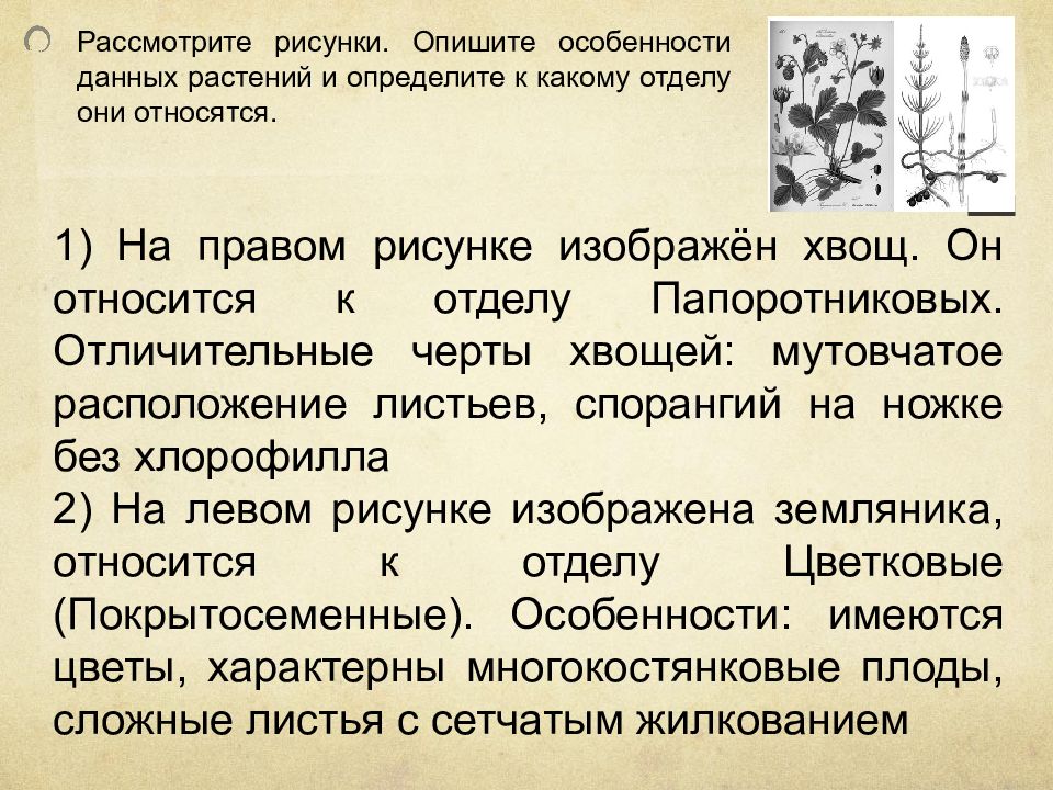 Определите отделы. Рассмотрите растения и определите к каким отделам они относятся. Картинка характеризующая особенность. Дезефиктант нарисовать и описать.