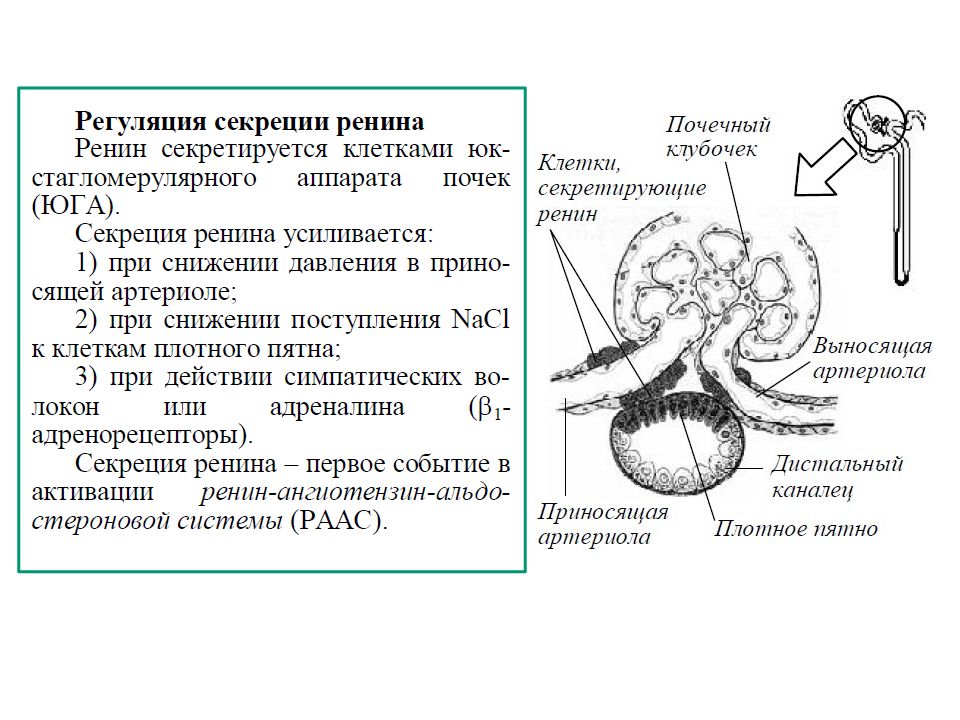 Функция почек синтез. Физиология почек презентация. Функции почек презентация. Функции почек регулируются. Функциональная система выделения физиология.