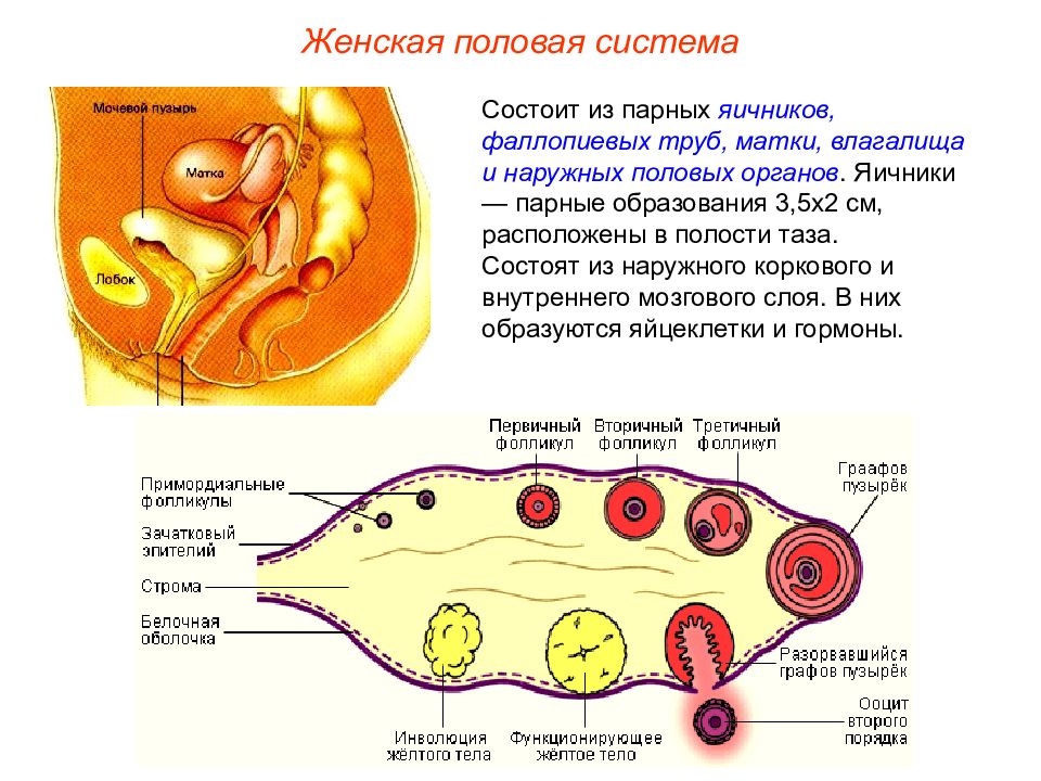 Схема развития детеныша в матке схема