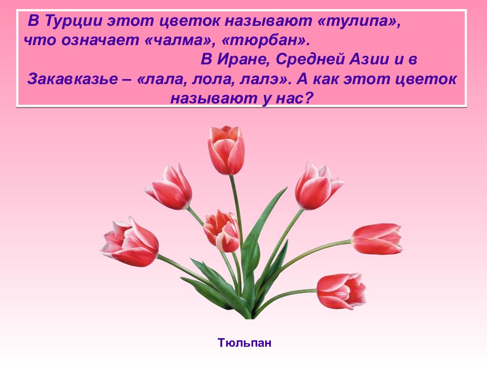 Зовут цветочек. В Турции этот цветок называют тулипа что. ЛАЛЭ чэчэклэре. Как зовут этот цветок. Тюльпан информация татарча.