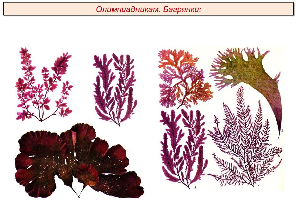 Царство растений водоросли. Красные водоросли багрянки. Отдел красные водоросли багрянки. Красные водоросли Rhodophyta багрянки. Отдел красные водоросли багрянки представители.