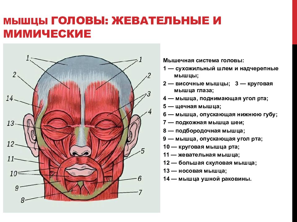 Каковы особенности прикрепления мимических мышц. Мимические мышцы анатомия сбоку. Мимические мышцы лица анатомия вид спереди. Жевательные мышцы лица анатомия сбоку. Мышцы головы мимические и жевательные функции.