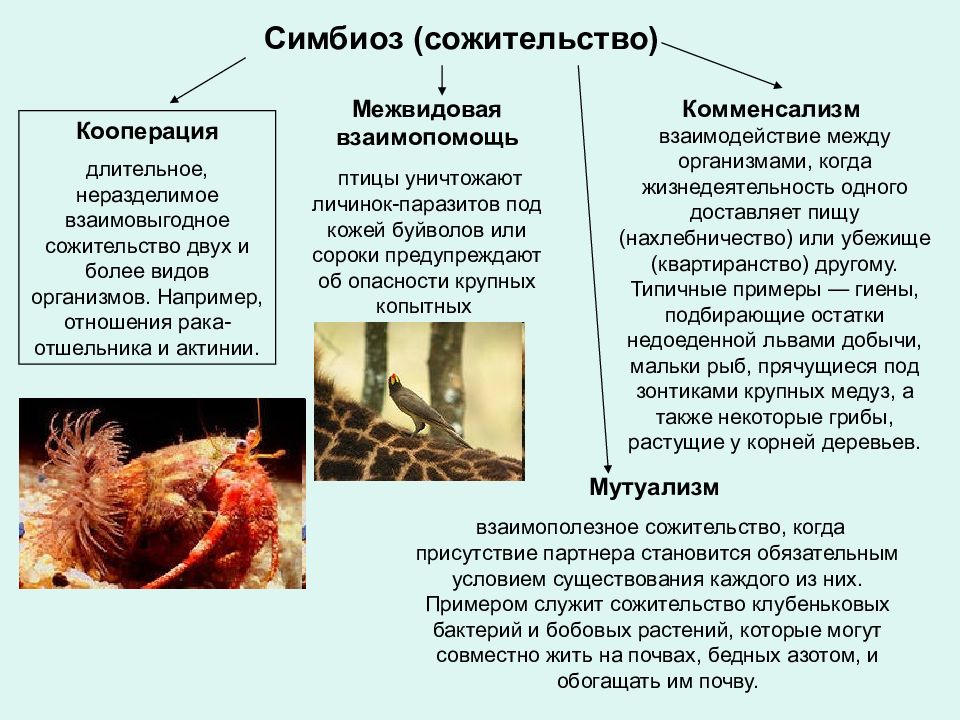 Симбиотические связи организмов