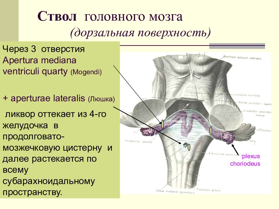 Ствол головного мозга презентация