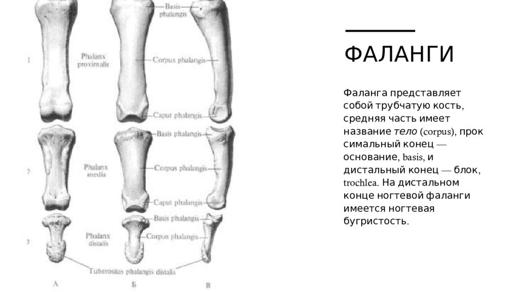 Фаланга кости