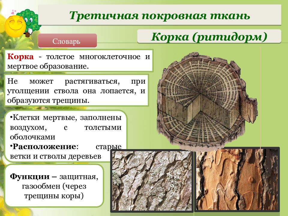 Растительные ткани презентация