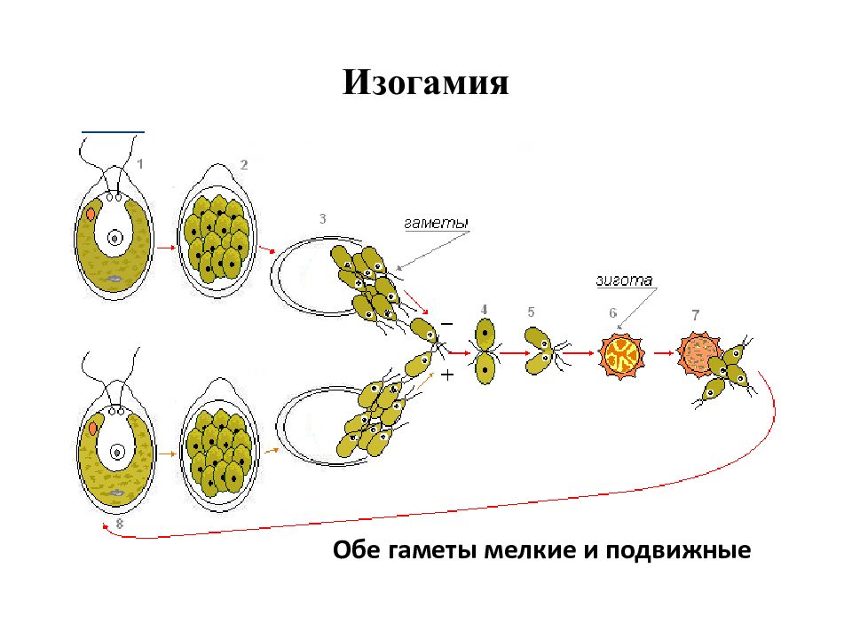 Размножение водорослей. Половое размножение водорослей схема. Размножение водорослей ЕГЭ. Мелкие подвижные клетки.