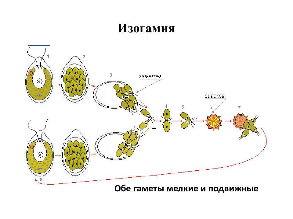 Размножение водорослей. Размножение ламинарии.