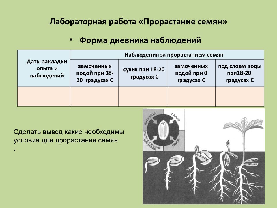 Проект по проращиванию семян