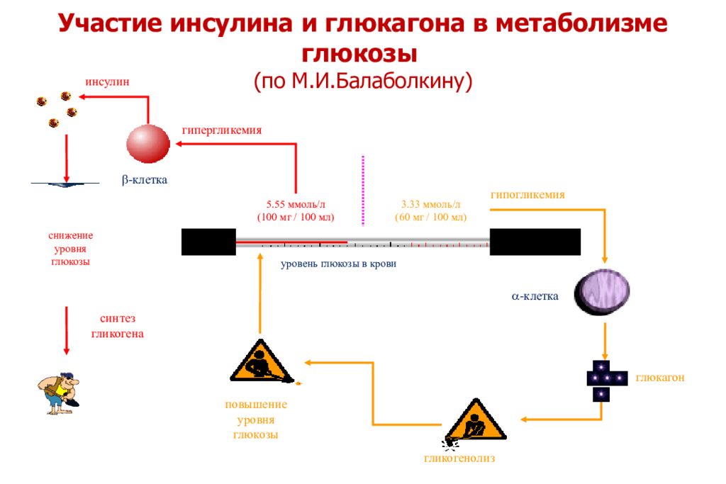 Синтез инсулина и глюкагона. Микроэлементы, участвующие в метаболизме с участием инсулина.. Патофизиология обмена углеводов презентация. Инсулин участие в регуляции обмена веществ. Патофизиология углеводного обмена презентация.