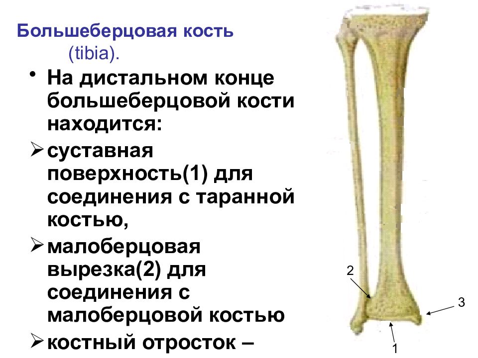 Малоберцовая кость на скелете человека