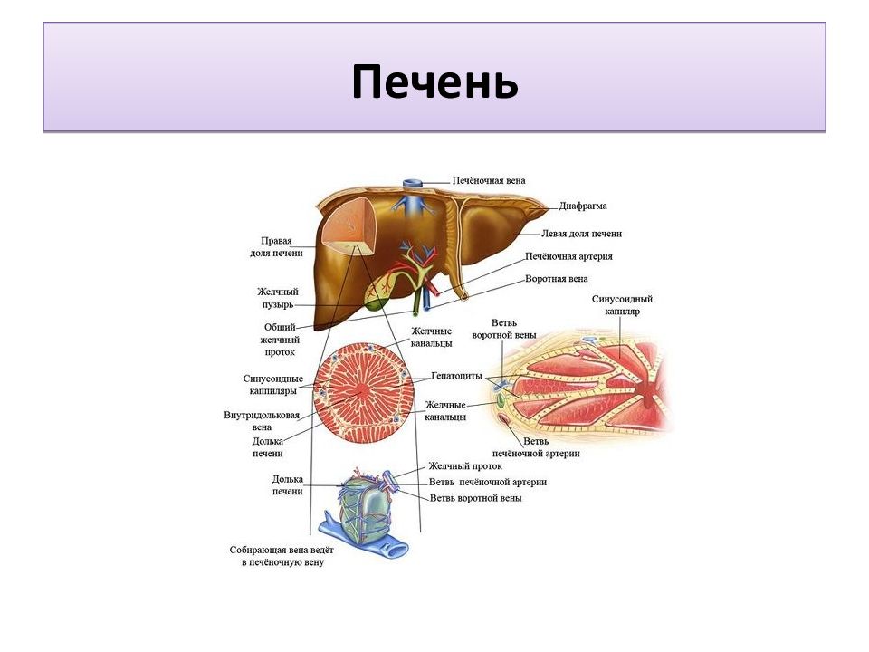 Печень части органа. Основные анатомические структуры печени. Печень Анатомическое строение, функции. Строение печени вид спереди. Строение печени человека анатомия.