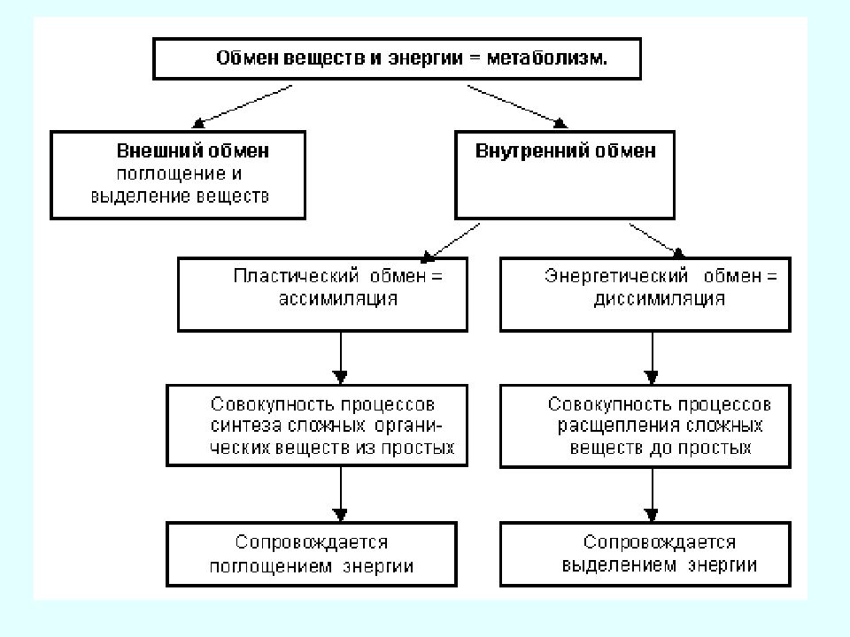 Метаболизм схема 9 класс