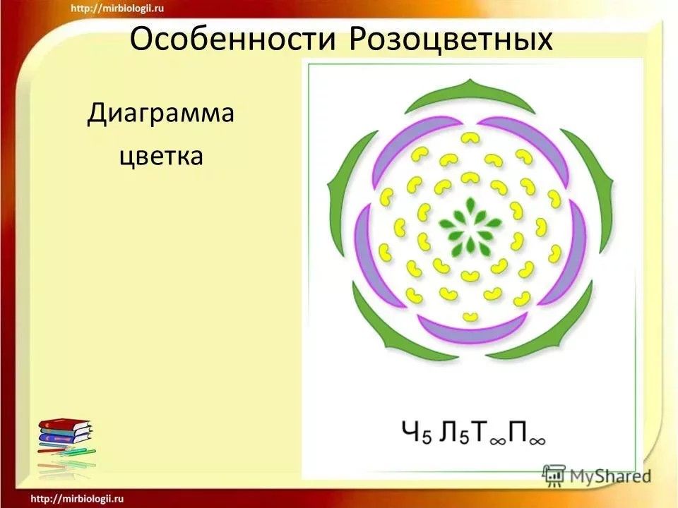 Диаграмма розоцветных растений 6 класс