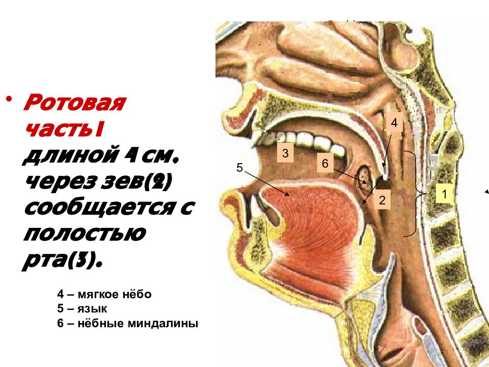 Язык пищевод. Строение и функции глотки. Ротовая полость и пищевод. Функции полости рта и глотки. Строение ротовой полости и пищевода.