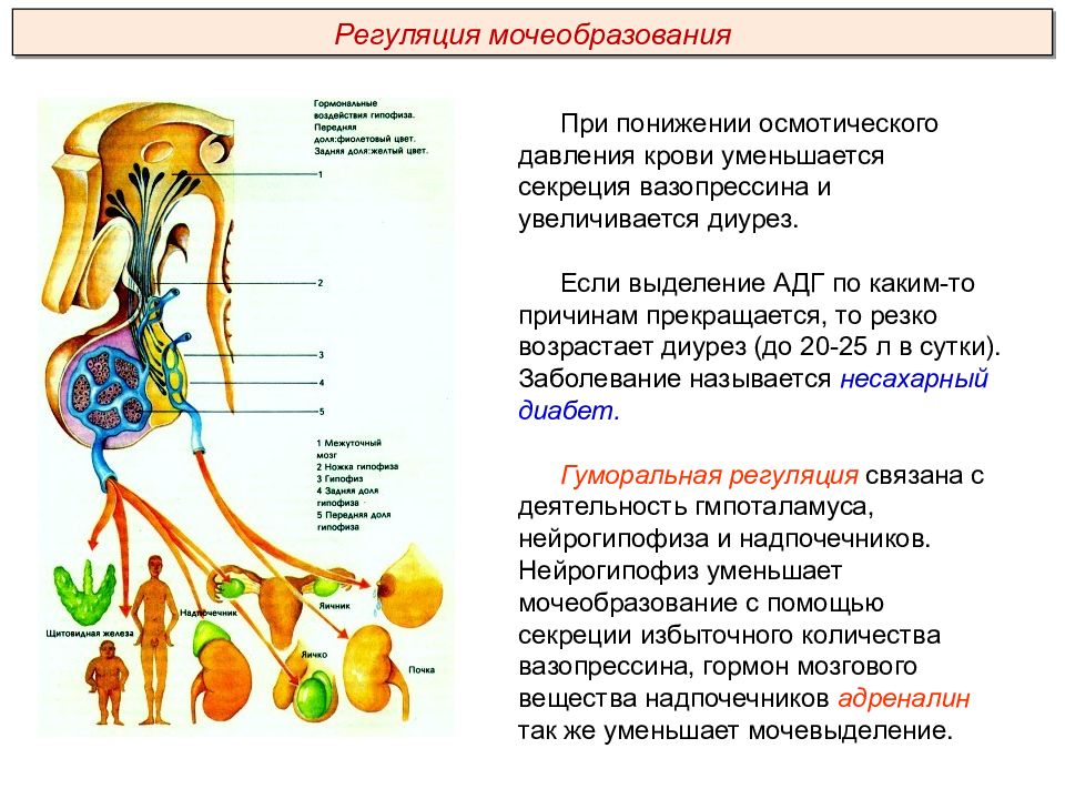 Презентация выделительная система пименов