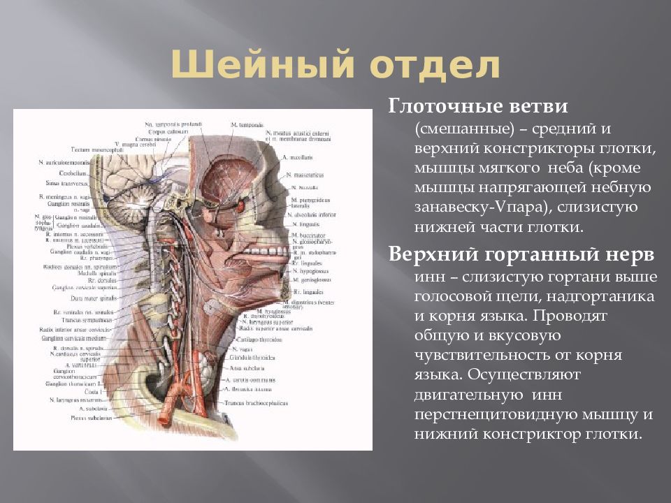 Небно глоточная мышца. Блуждающий нерв анатомия топография. Глоточные ветви блуждающего нерва иннервируют. Глоточное сплетение блуждающего нерва. Ветви глоточного сплетения.