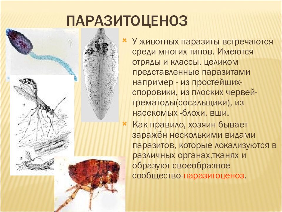 Животные паразиты 5 класс биология. Классы паразитов у животных. Паразитоценоз. Паразитизм это в биологии.