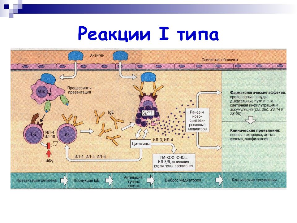 Схема аллергической реакции 1 типа