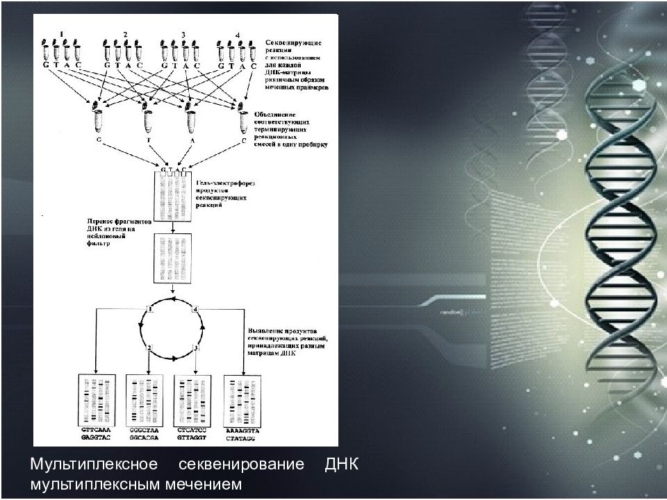 Секвенирование москва. Секвенирование ДНК. Секвенирование полупроводниковый метод. Мультиплексное дерево. Компендиум геномных исследований SCP.