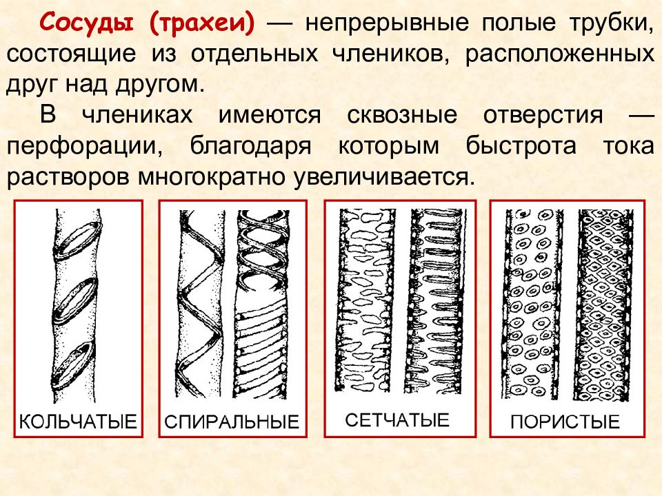 Типы сосудов проводящих тканей. Типы сосудов проводящих тканей. Ткани растений ксилема флоэма. Ксилема трахеиды и трахеи. Типы утолщений у сосудов растений.