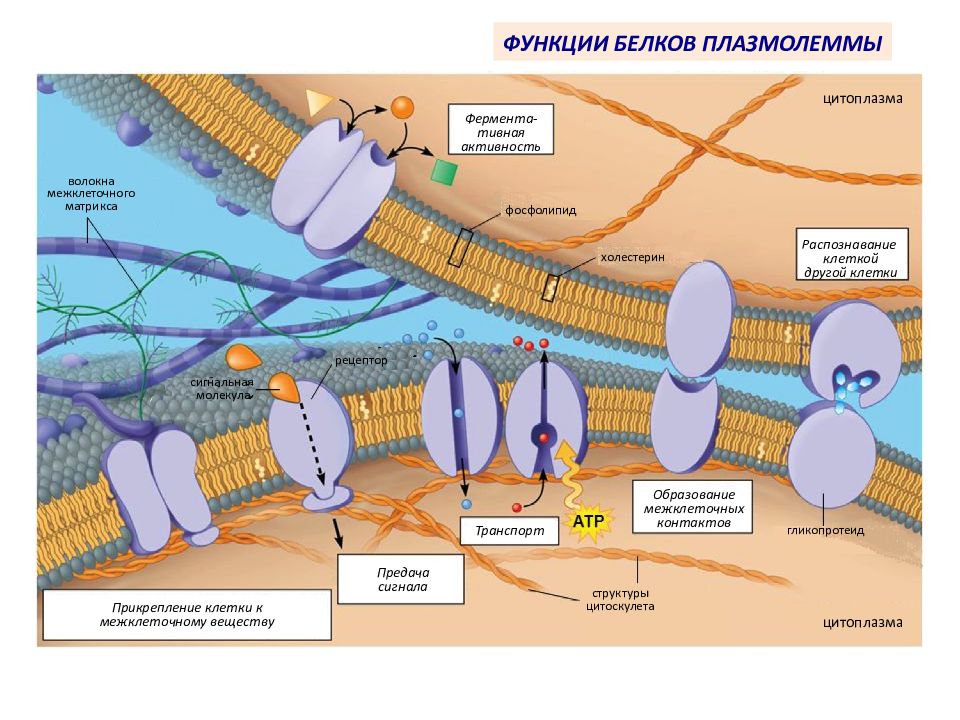 Структурно-функциональная организация клетки — презентация