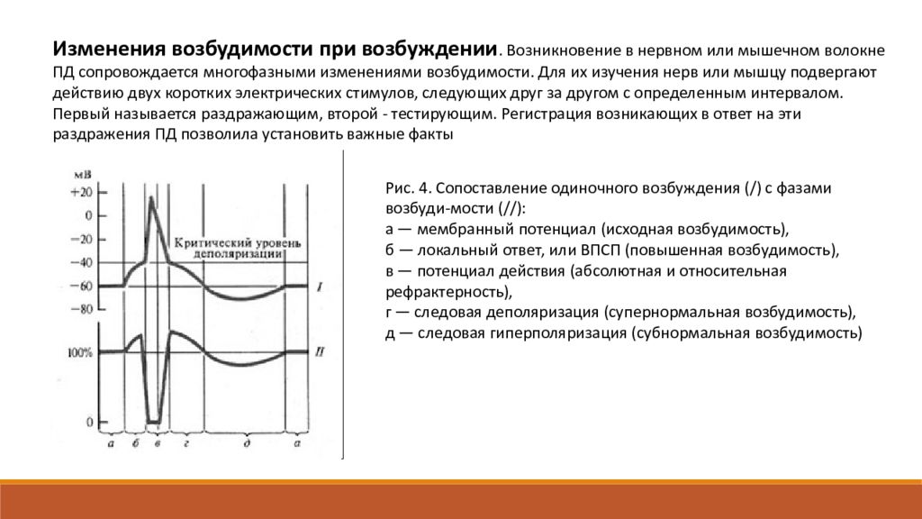 Потенциал возбуждения. Изменение возбудимости при возбуждении. График изменения возбудимости. Изменение возбудимости при возбуждении физиология. Фазы изменения возбудимости при возбуждении.