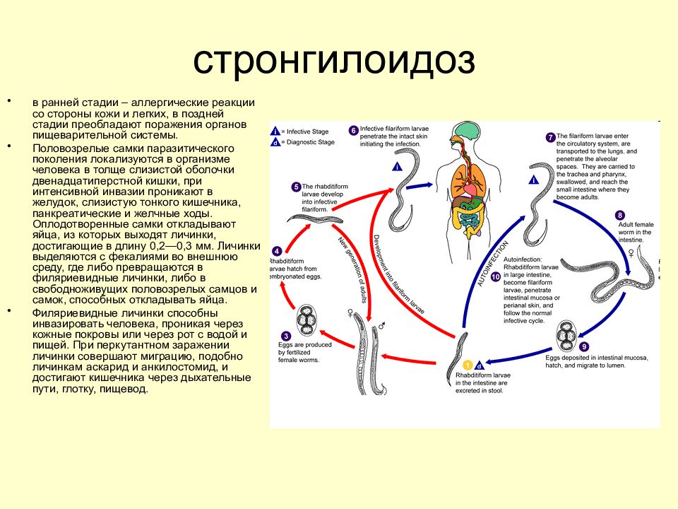Жизненный цикл угрицы кишечной. Цикл развития угрицы кишечной. Угрица кишечная цикл развития. Стронгилоидоз (кишечная угрица).