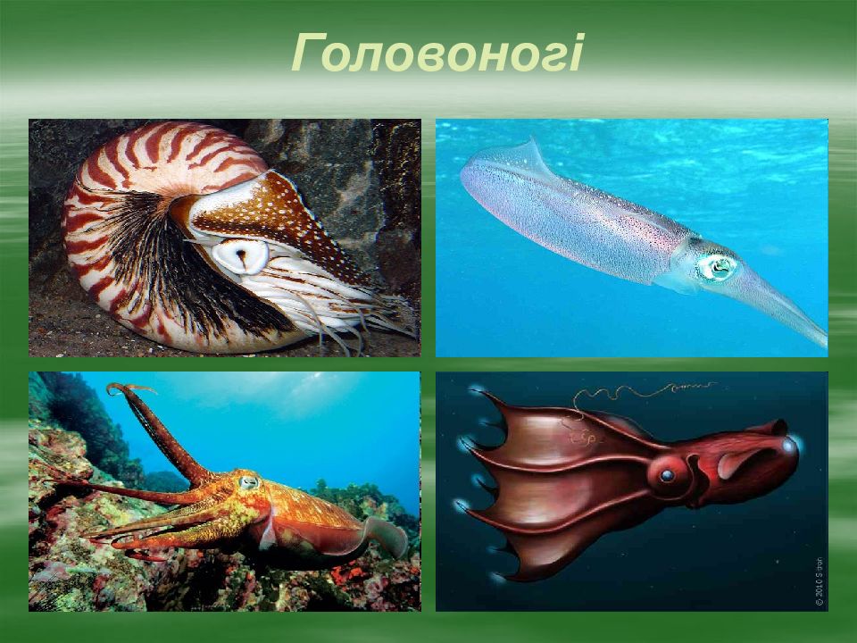 Морским моллюскам относятся. Головоногие моллюски многообразие. Раковины головоногих моллюсков названия. Головоногие моллюски, иглокожие.
