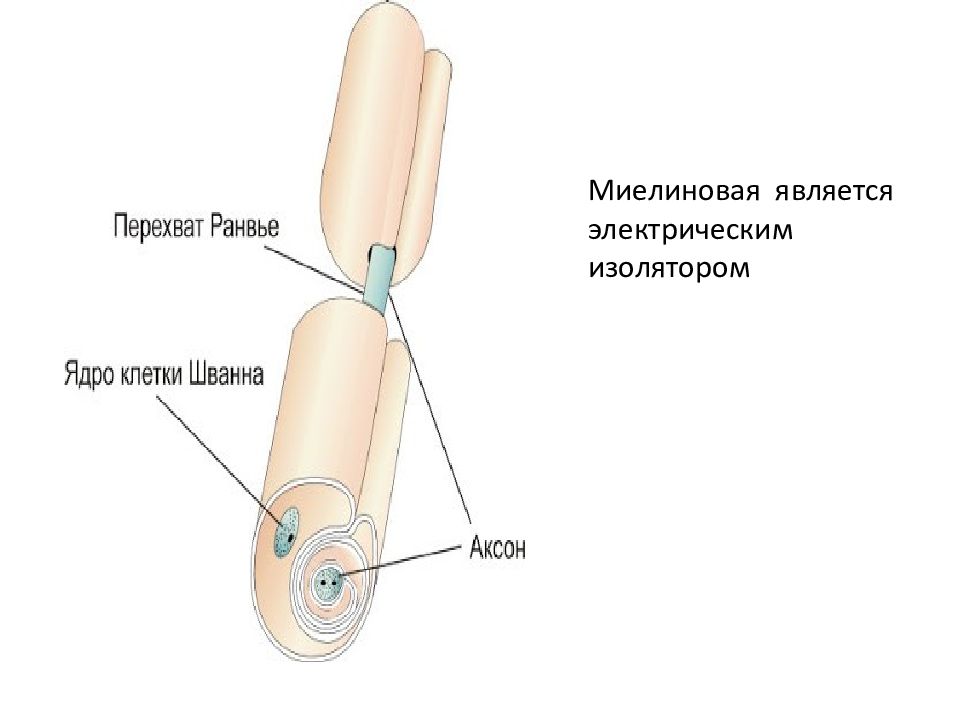 На рисунке ниже показано строение миелинизированного нервного волокна