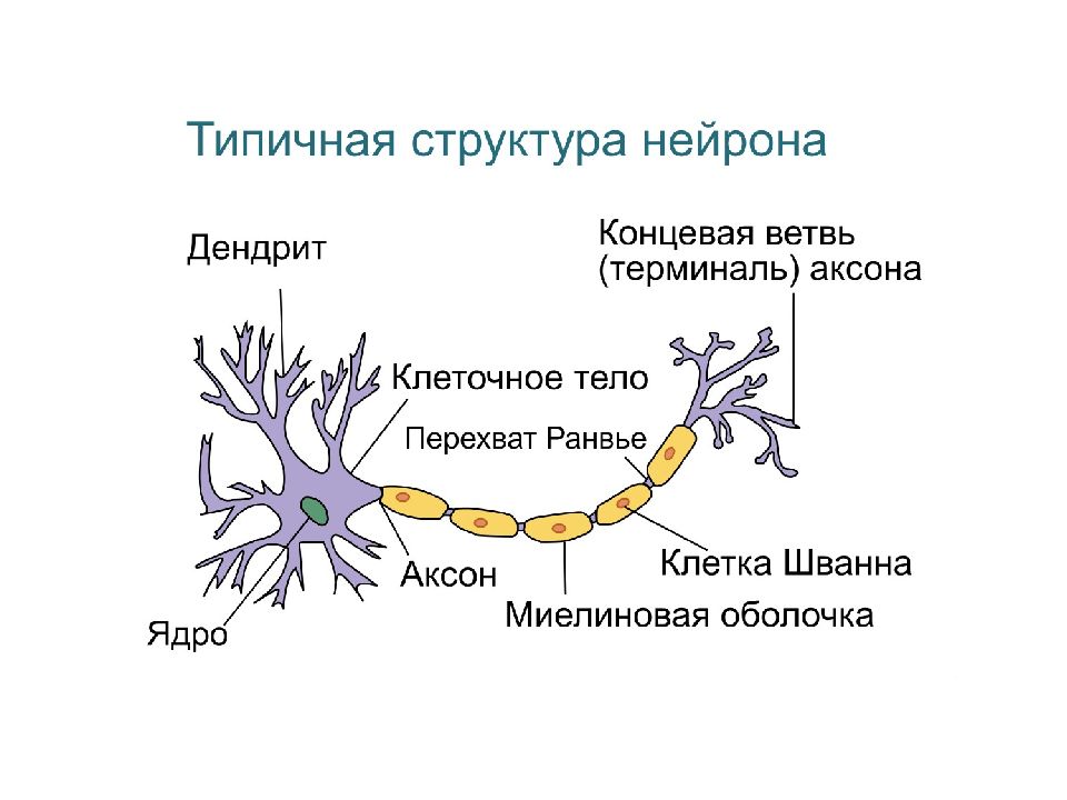Биология нервные клетки. Схема нервная ткань Нейрон нейроглия. Строение нейрона и нейроглии. Строение нейрона схема нервная ткань. Аксоны миелиновая оболочка.