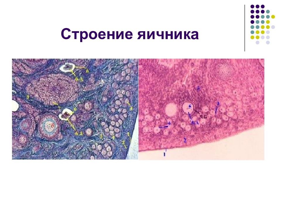 Яичник структурный. Строма яичника анатомия. Строение яичника женщины анатомия. Структура яичника. Внутреннее строение яичника.