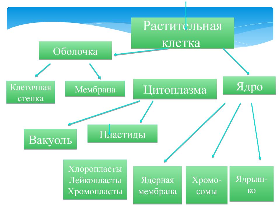 Оболочка растений