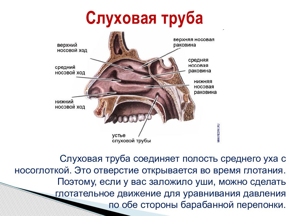 Слуховая труба соединяет среднее ухо с глоткой. Строение носоглотки и среднего уха. Евстахиева (слуховая) труба анатомия. Глоточное и барабанное отверстие слуховой трубы. Анатомия носоглотки и слуховой трубы.