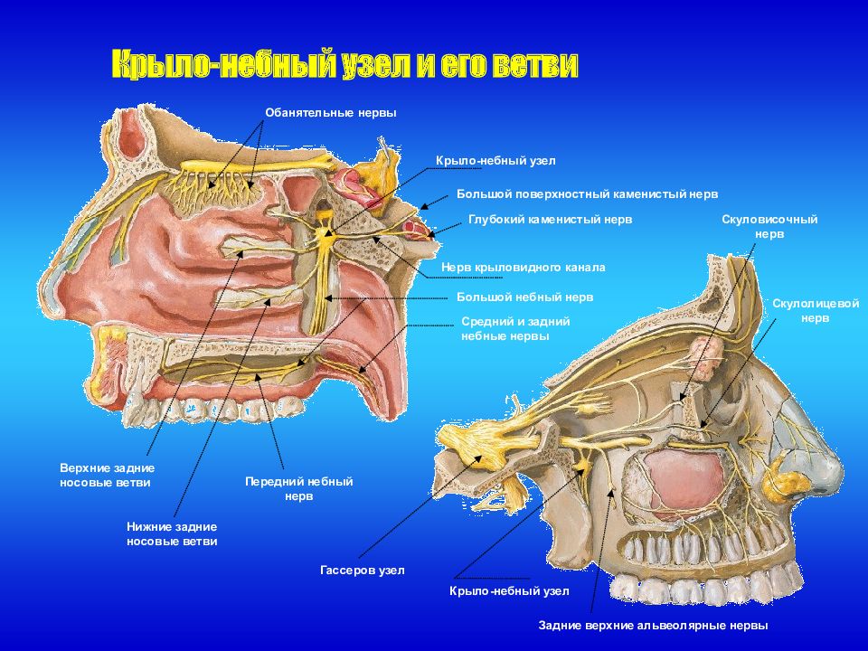 Полость нерв. Нерв крыловидного канала. Носовые ветви крылонебного узла. Крылонебный нервный узел. Носонебный нерв анатомия.