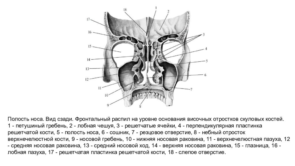 Передняя полость. Полость носа анатомия вид сзади. Носовая полость вид спереди. Полость носа фронтальный разрез анатомия. Скелет полости носа и глазниц вид сзади.