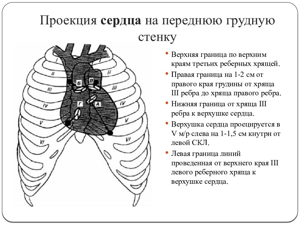 Проекции грудной клетки. Проекция сердца на грудную стенку. Топография сердца на переднюю грудную стенку. Границы сердца на переднюю грудную стенку. Топография сердца в грудной клетке.