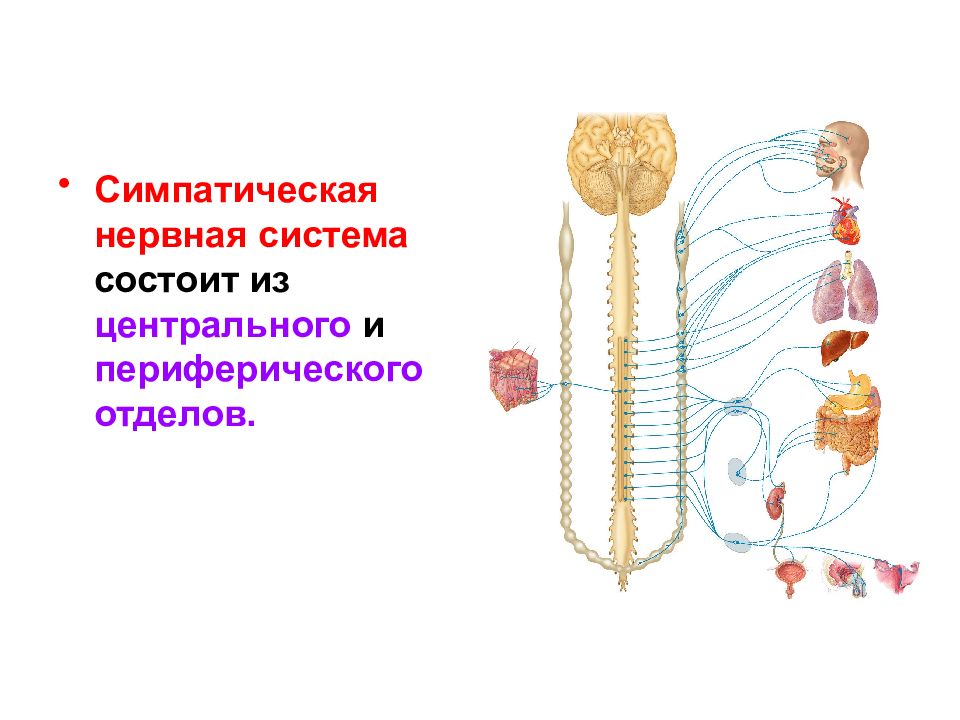 Вегетативная нервная система и соматическая нервная система презентация