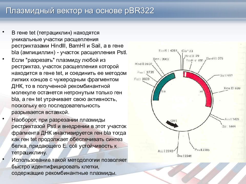 Вставка генов в плазмиду