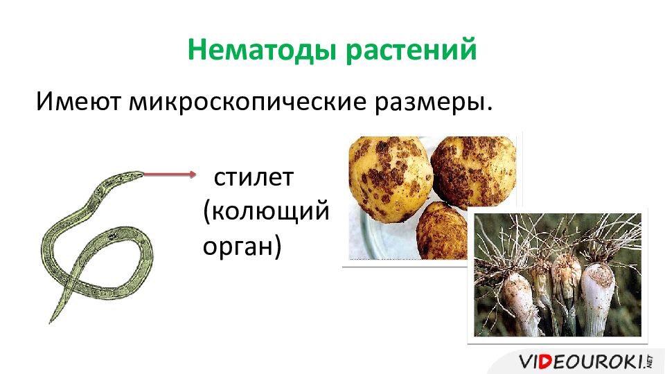 Нематоды растений