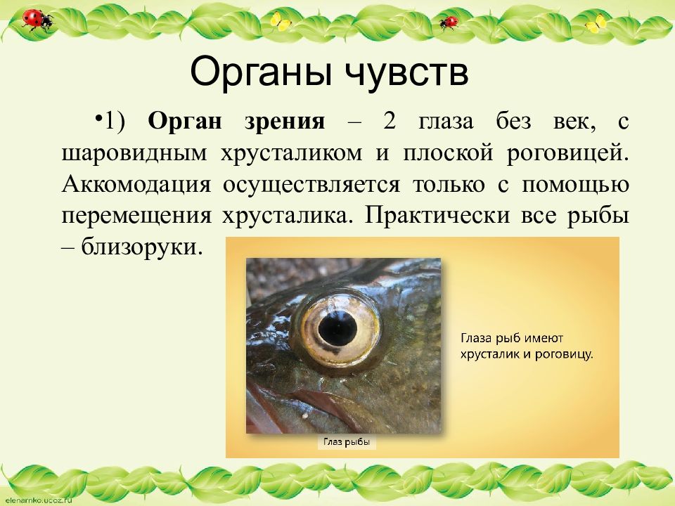 Органы зрения рыб. Строение глаза рыбы. Органы чувств рыб. Опишите органы зрения рыб.