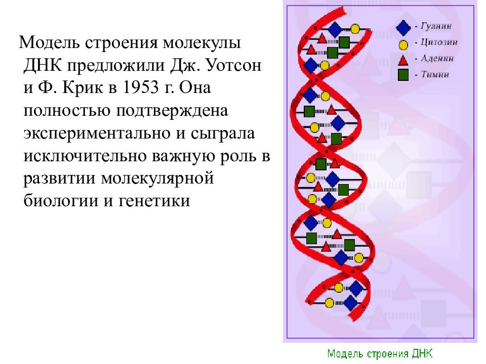 Проект молекула днк