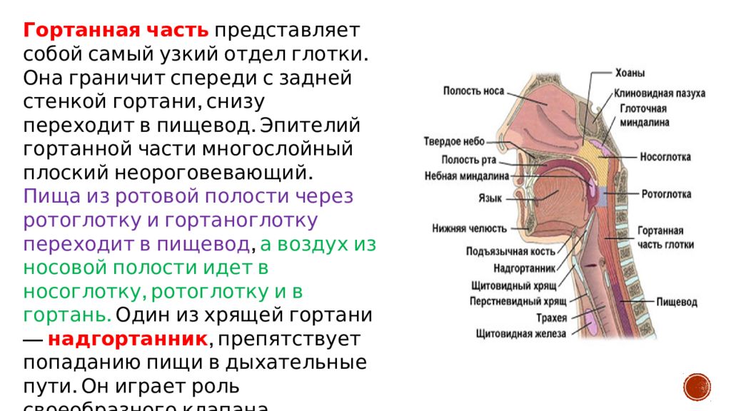 Сложные вопросы по анатомии