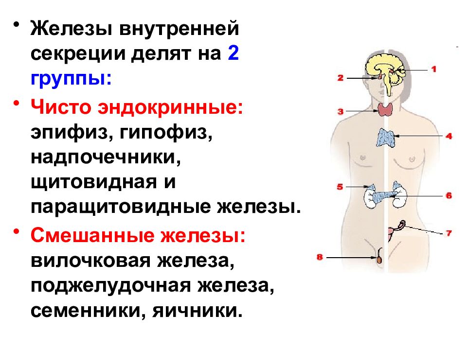 Железы человека презентация