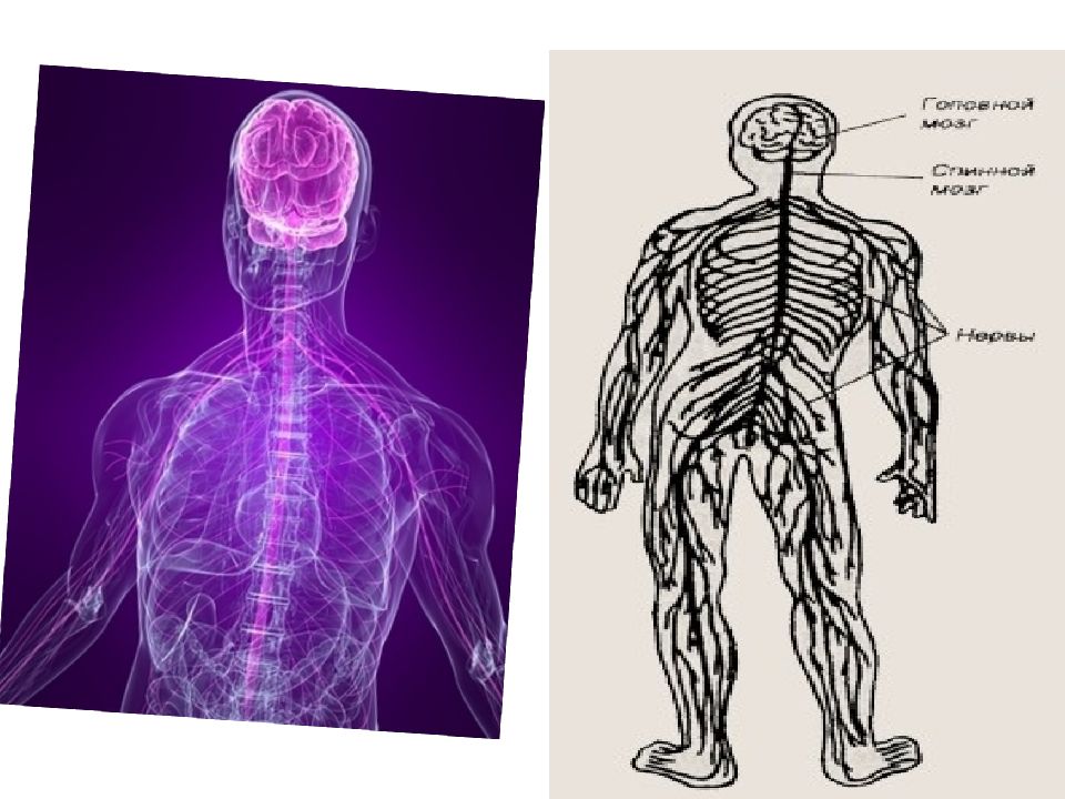 Нервная система физиологически. Нервная система. Нервная система человека. Физиология нервной системы. Физиология ЦНС.
