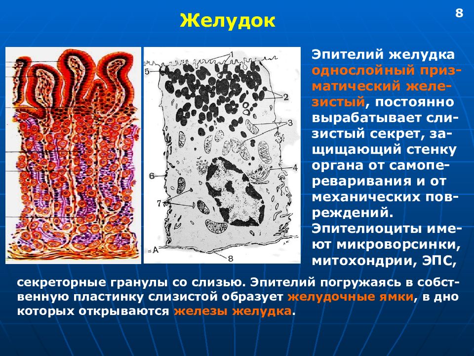 Капилляры желудка егэ рисунок